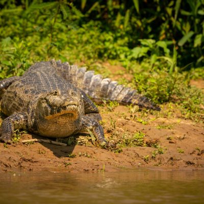Wild caiman with fish in mouth in the nature habitat. Wild brasil, brasilian wildlife, pantanal, green jungle, south american nature and wild, dangereous.