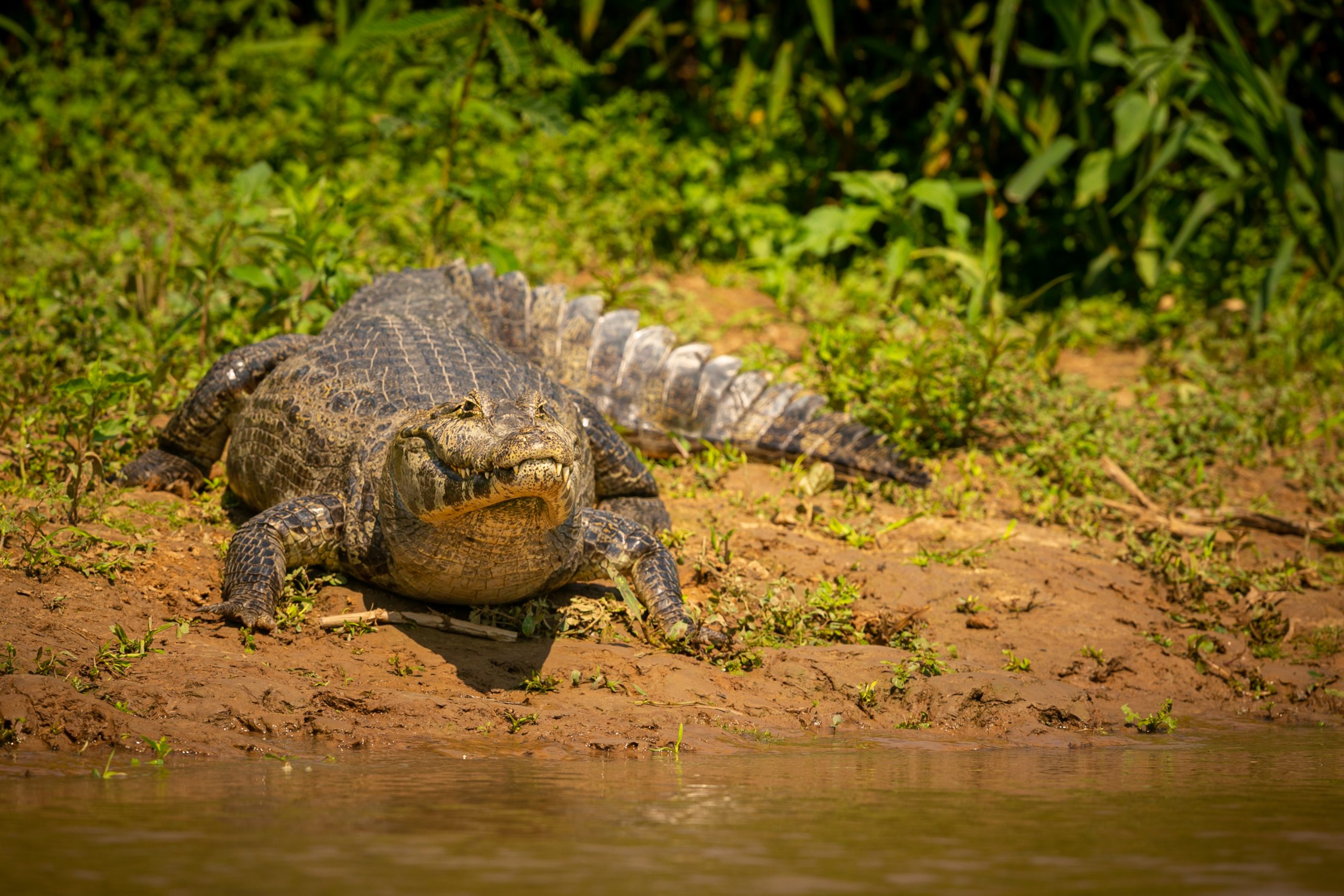 Wild caiman with fish in mouth in the nature habitat. Wild brasil, brasilian wildlife, pantanal, green jungle, south american nature and wild, dangereous.